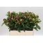 product/img.floraplaza.nl/LPOJREDC-LIVE_fotos-0x64650B2A70E43273355F468B0669D90D7647FC5B.jpg