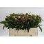 product/img.floraplaza.nl/LPOJREDC5-LIVE_fotos-0x304ED013F37B0170E86DF3EDBF1ED5AC585CDCEA.jpg