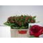 product/img.floraplaza.nl/LPOJREDC5-LIVE_fotos-0x78B62EE8621942C47DE186BB068B3C35B6D45FC3.jpg