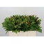 product/img.floraplaza.nl/LPOJREDC5-LIVE_fotos-0xAAB9AC1AD30A190076F4F6BE5BA9DC052ED9F26D.jpg