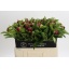 product/img.floraplaza.nl/LPOJREDC5-LIVE_fotos-0xC98A4BD57D59B8032BD355CFAD90809DB0A5818C.jpg