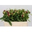 product/img.floraplaza.nl/LPOJREDC5-LIVE_fotos-0xE8F87104C64073E632E26BC921C37910C1D3D3DC.jpg