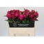 product/img.floraplaza.nl/LPOJREDSARB-LIVE_fotos-0x1535FA1B8B047591508BEF2DB8BFBCF50E3792D4.jpg