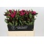 product/img.floraplaza.nl/LPOJREDSARB6-LIVE_fotos-0x3B8B17FE69FBBEF3288D425904CAFB05224A9E96.jpg