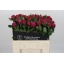 product/img.floraplaza.nl/LPOJREDSARB6-LIVE_fotos-0x3BE383113B52CAE14A82BB3EDA390844136B02C5.jpg