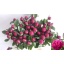 product/img.floraplaza.nl/LPOJREDSARB6-LIVE_fotos-0x6B94AE41EF7E30523A11E2C358375C6C3416DEF9.jpg