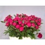 product/img.floraplaza.nl/LPOJREDSARB6-LIVE_fotos-0x8B0C4EC27ECF7E3A797363E28B325FE00875299E.jpg