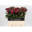 product/img.floraplaza.nl/LPOJREDSARB6-LIVE_fotos-0xBD09CD93D806713B6A896605A3338A1121F2BA72.jpg