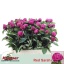 product/img.floraplaza.nl/LPOJREDSARB6-LIVE_fotos-0xC2386C11228B3E7ECDE0C1D2B4E2A0B6531B2C4D.jpg