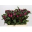 product/img.floraplaza.nl/LPOJREDSARB6-LIVE_fotos-0xC4BBBD0F8FECFFCF2D50761284BE09739E65F6F5.jpg