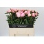 product/img.floraplaza.nl/LPOJREDSARB6-LIVE_fotos-0xF0123769FFF0062EE2A9B6B10FD1A52D5D80236A.jpg