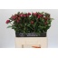 product/img.floraplaza.nl/LPOJREDSARB6-LIVE_fotos-0xF519DCA6A38C86AE2E874EE91E0BC54E03E53545.jpg