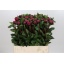 product/img.floraplaza.nl/LPOJREDSARB6-LIVE_fotos-0xFEDD7543FDFDD6218F9D54E1481CC44435311CCD.jpg
