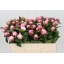 product/img.floraplaza.nl/LPOJSARB5-LIVE_fotos-0x1FC070D0D4F6536EB6D919288AA24979C51041C1.jpg