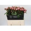 product/img.floraplaza.nl/LPOJSARB6-LIVE_fotos-0x3A14EA4E8BB10A10D5B16D769E12442F1A93D015.jpg