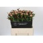 product/img.floraplaza.nl/LPOJSARB6-LIVE_fotos-0xA21009E8590E6AB9CFAFAA4AEB05354C9FAF8E14.jpg