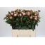 product/img.floraplaza.nl/LPOJSARB6-LIVE_fotos-0xC2E6195B77B294FB9F7D5B228EB626C756C5518D.jpg