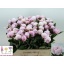 product/img.floraplaza.nl/LPOJSARB6-LIVE_fotos-0xC2EC5B912B4E36C13D52F62D6B4E1B9AB76E1ECF.jpg