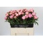 product/img.floraplaza.nl/LPOJSARB6-LIVE_fotos-0xC7F79DE031669AA7E563DAE36E9E170A20B8D5CF.jpg