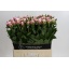 product/img.floraplaza.nl/LPOJSARB6-LIVE_fotos-0xCB36CDB380FB35124BB6D1D50C421F840D4CB70B.jpg
