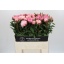 product/img.floraplaza.nl/LPOJSARB6-LIVE_fotos-0xEDDD889C64508825A21FC86F35E4DA053A69B4C6.jpg