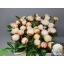 product/img.floraplaza.nl/LPOJSNOM6-LIVE_fotos-0xA8A7C8499688608B2E8308218EF117620D4D969F.jpg