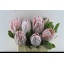 product/img.floraplaza.nl/LPRO4CYN-LIVE_fotos-0x94FF8779502E7B5AF048AC3C19745D2EC15BBD47.jpg