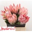 product/img.floraplaza.nl/LPRO4CYN-LIVE_fotos-0xA1A5A32DBB8CBEABDCBAAAE7A6AE79CBD175FDC7.jpg