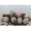 product/img.floraplaza.nl/LPRO4CYN-LIVE_fotos-0xA42B7D6BAC7A4613A654B9778CEB9197881558F6.jpg