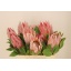 product/img.floraplaza.nl/LPRO4CYN-LIVE_fotos-0xD4F862849DFABF43DE21964A5D56905244FD1D0A.jpg