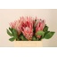 product/img.floraplaza.nl/LPRO4CYN-LIVE_fotos-0xFE2BA84B3BC8A369708A9B74CDD4F5DC0508A77B.jpg