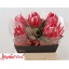 product/img.floraplaza.nl/LPRO4MAD-LIVE_fotos-0x094043555D18CFA7CF5E1881B0E8AC2753C47E48.jpg