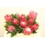 product/img.floraplaza.nl/LPRO4MAD-LIVE_fotos-0x85401F47988798BCB21D7504E0CD5F260E421EC4.jpg