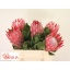 product/img.floraplaza.nl/LPRO4MAD-LIVE_fotos-0xBB4D44EFC276FC61E322A29066816229FCF9DCA0.jpg