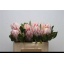 product/img.floraplaza.nl/LPRO5CYN-LIVE_fotos-0x3934FEF3C256DF37AC9B71DF2197E43990675CA5.jpg