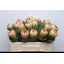 product/img.floraplaza.nl/LPRO5GRA-LIVE_fotos-0x45E9BC47CA3E5B6F12F8C6CDFAC63FD72BD5676B.jpg