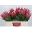 product/img.floraplaza.nl/LPRO5MAD-LIVE_fotos-0x26BF4D670013C29DB1B590B87145A4F2AA1B4297.jpg