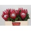 product/img.floraplaza.nl/LPRO5MAD-LIVE_fotos-0x448BFB66826FD84A8331F4E830ACA889104A76D0.jpg