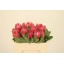 product/img.floraplaza.nl/LPRO5MAD-LIVE_fotos-0x4B6C850664ACEFF5EF10FAB4238A2BCCF4B35D70.jpg