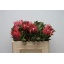 product/img.floraplaza.nl/LPRO5MAD-LIVE_fotos-0xE392C30DE7FD75357CA568AC53FC1656F355E42C.jpg