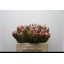 product/img.floraplaza.nl/LPROPINI5-LIVE_fotos-0x3AA7D72E22CED330834E8BF8FE33CA240CC9FD78.jpg