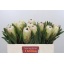 product/img.floraplaza.nl/LPROWHIN-LIVE_fotos-0x1564107B1B395DA69323B9A471AB81AB4AC94B1C.jpg