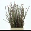 product/img.floraplaza.nl/LPRU6-LIVE_fotos-0x9411134CA7FEFA6179B078CD12251D6A2812B39A.jpg