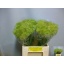 product/img.floraplaza.nl/LPUL45-LIVE_fotos-0xBF51D6D30EED8A034218A19A0F13686A8C48F18B.jpg