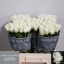 product/img.floraplaza.nl/LRAKI6-LIVE_fotos-0x0D03077BDDD8981B86C31E19B2435FE89C3061CF.jpg