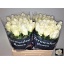 product/img.floraplaza.nl/LRAKI6-LIVE_fotos-0x93AC872B8CAD21C0A4843A2C8697CF2DDF4C40DE.jpg
