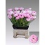product/img.floraplaza.nl/LRANAMAMAR-LIVE_fotos-0x1B8264C71701EFD949AF0A6DA83061C3CA285FE5.jpg