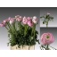 product/img.floraplaza.nl/LRANAMAMAR-LIVE_fotos-0xBEF744D66C5B3B31DA807EC3B5EC7852DDD84012.jpg