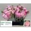 product/img.floraplaza.nl/LRANAZP-LIVE_fotos-0x9AAAF06D2722F1A73102550A1092E2ECD9C3CF72.jpg