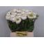 product/img.floraplaza.nl/LRANAZW-LIVE_fotos-0x238FA497E0E84AA57D10C326E38DB7659C10261C.jpg